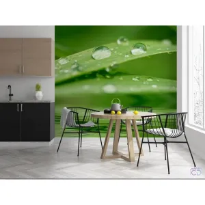 Фотообои на заказ по индивидуальному размеру Citydecor Цветы и Растения 78