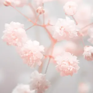 Фотообои рулонные Citydecor Цветы и Растения 168 на флизелиновой основе 200X260 см