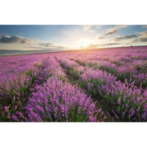 Фотообои рулонные Citydecor Лавандовое поле на флизелиновой основе 300x254 см