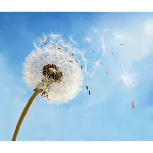 Фотообои рулонные Citydecor Одуванчик 2 на флизелиновой основе 300x254 см