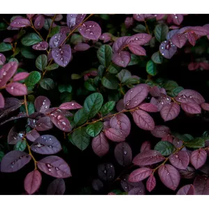 Фотообои рулонные Citydecor Роса 3D на флизелиновой основе 300x260 см