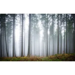 Фотообои рулонные Citydecor Лес в тумане 2 на флизелиновой основе 400x254 см