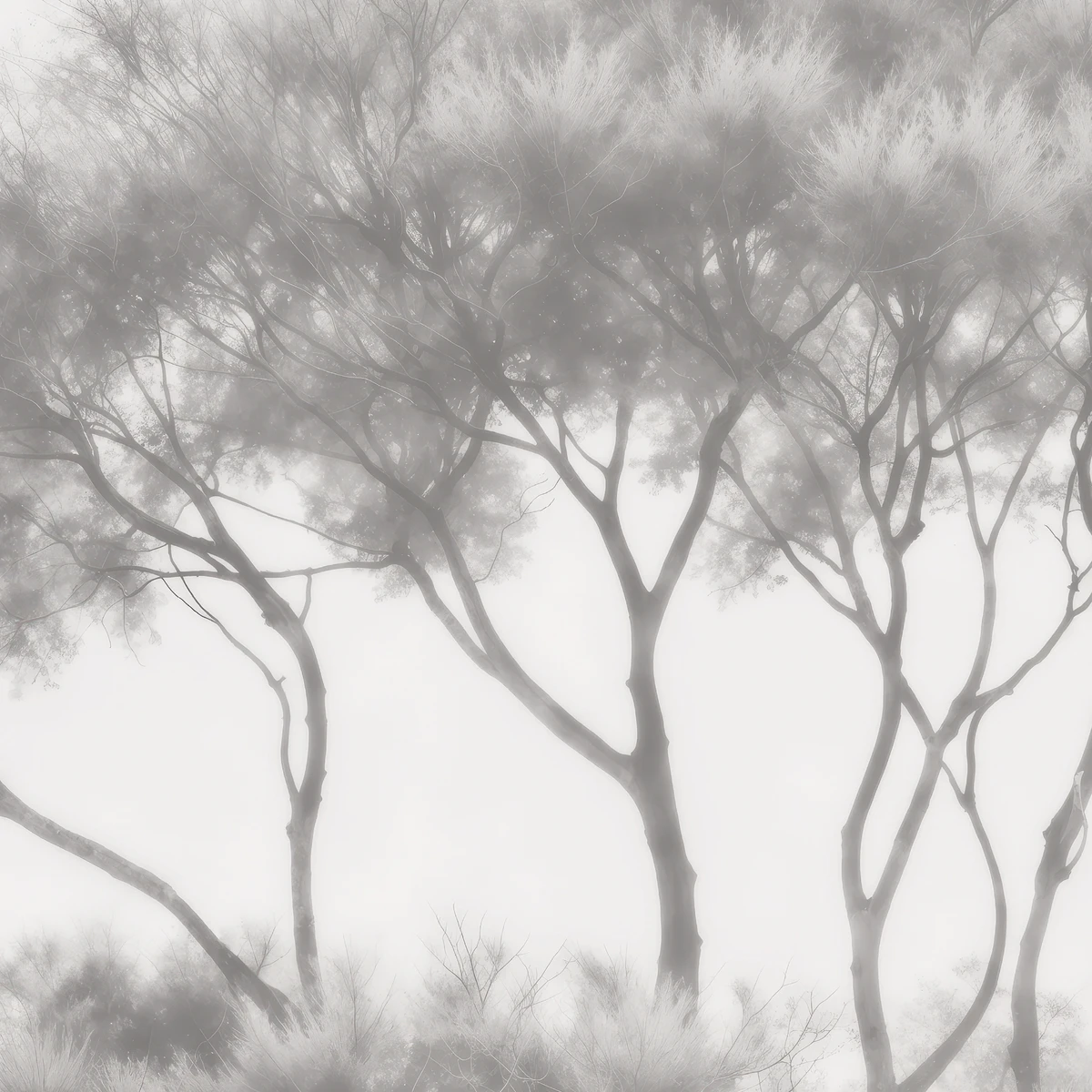 Фотообои на заказ по индивидуальному размеру Citydecor Biom 20