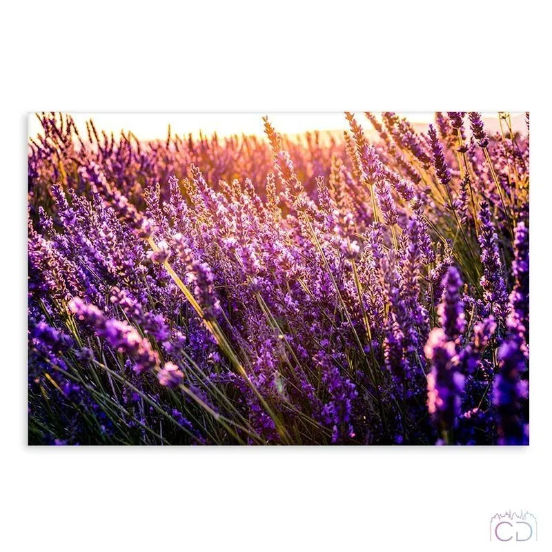 Модульная картина Citydecor Цветы/Растения арт. 1.116 (1 модуль) 60x90 см