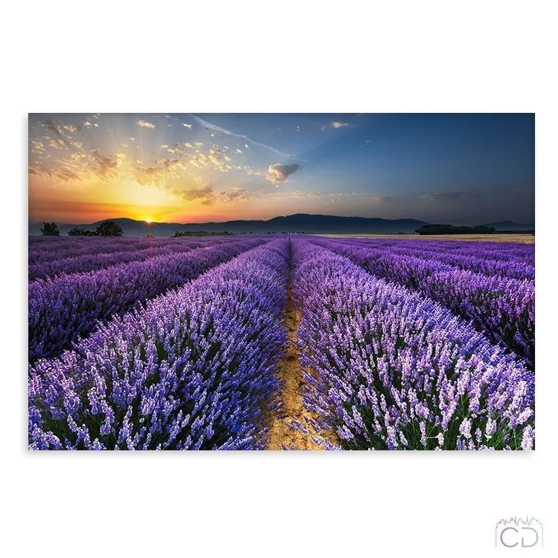 Модульная картина Citydecor Цветы/Растения арт. 1.117 (1 модуль) 60x90 см