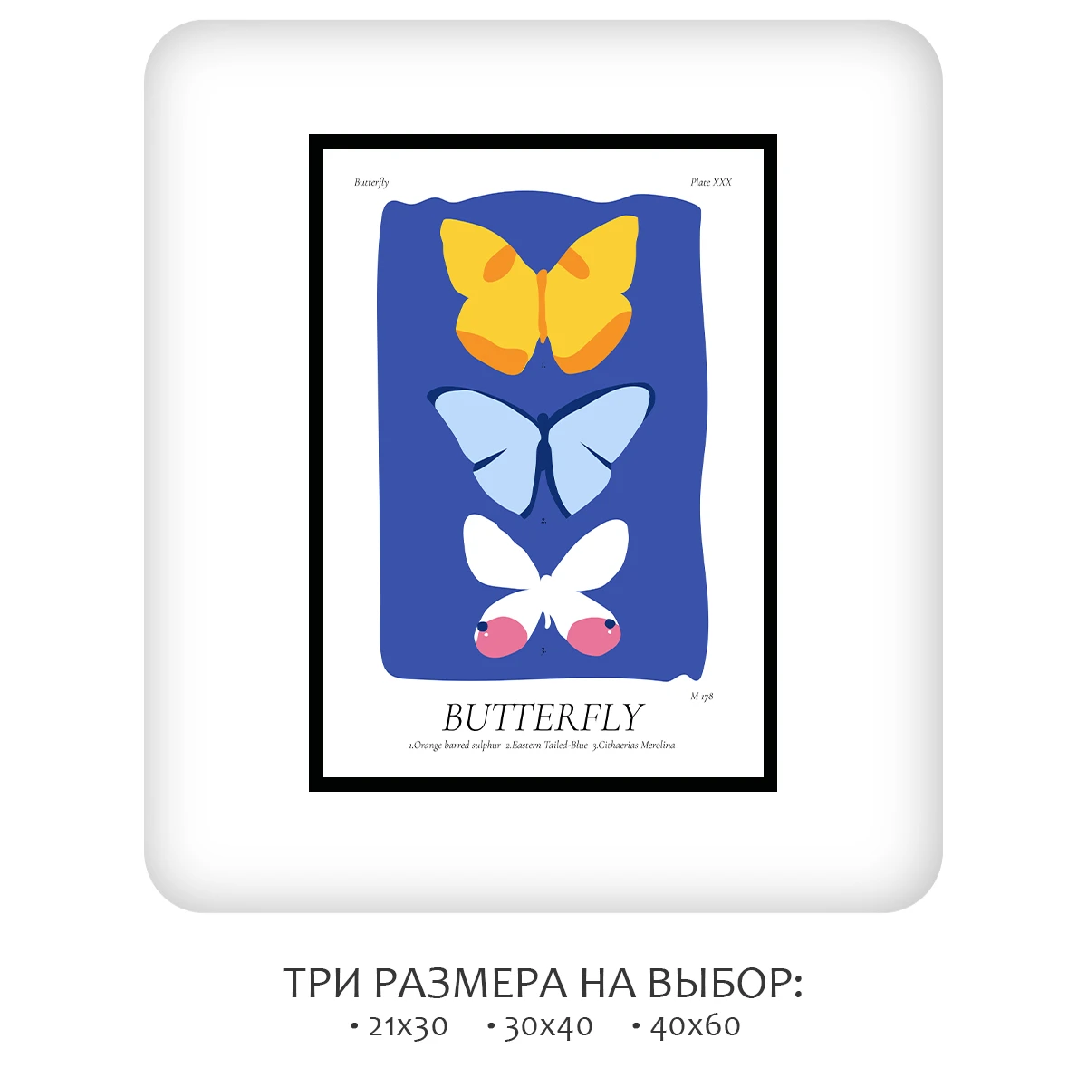 Постер Citydecor Butterfly (1 постер 21x30 см без рамы)