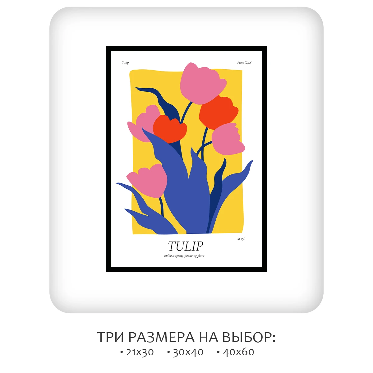 Постер Citydecor Tulip (1 постер 21x30 см без рамы)