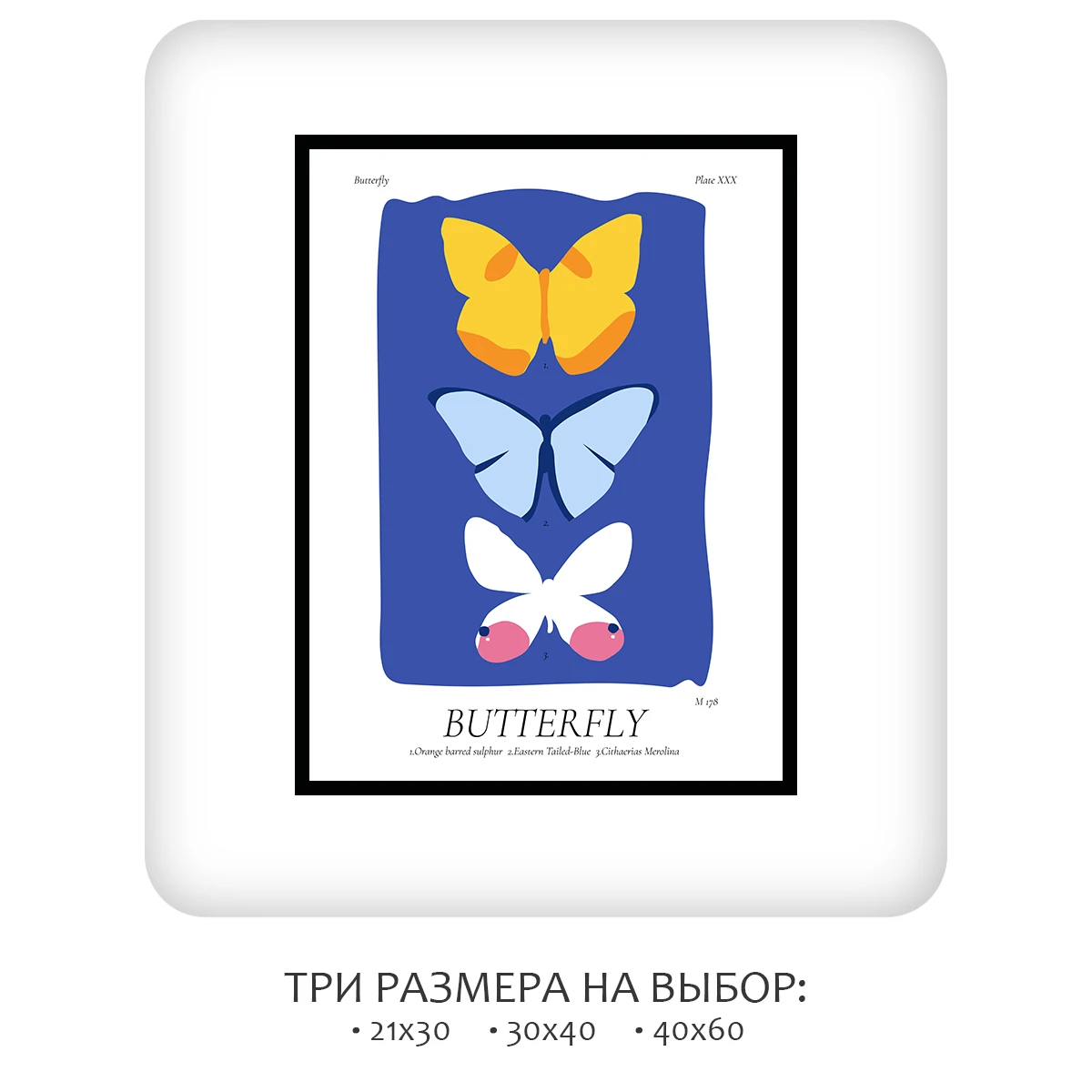 Постер Citydecor Butterfly (1 постер 30x40 см без рамы)