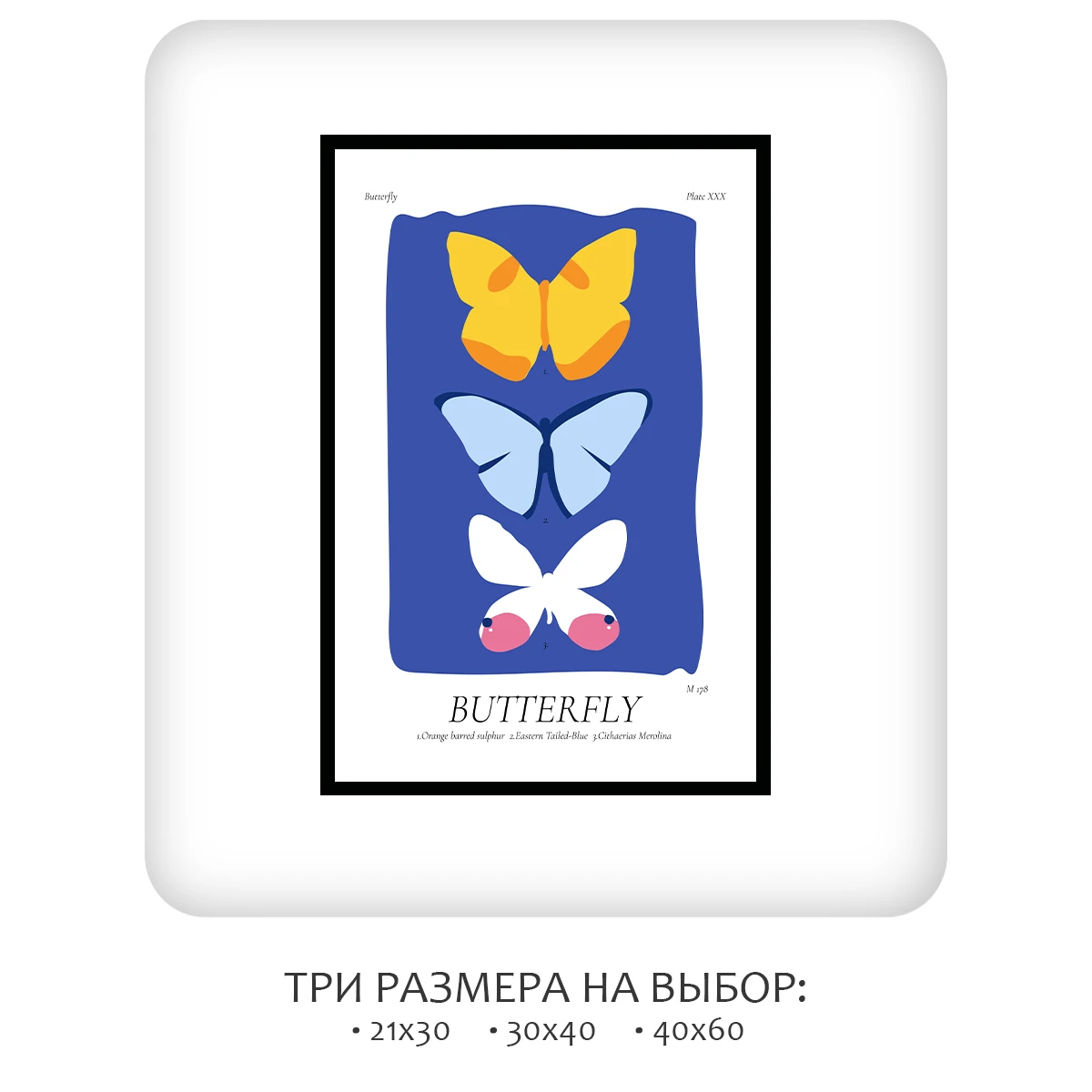 Постер Citydecor Butterfly (1 постер 40x60 см без рамы)