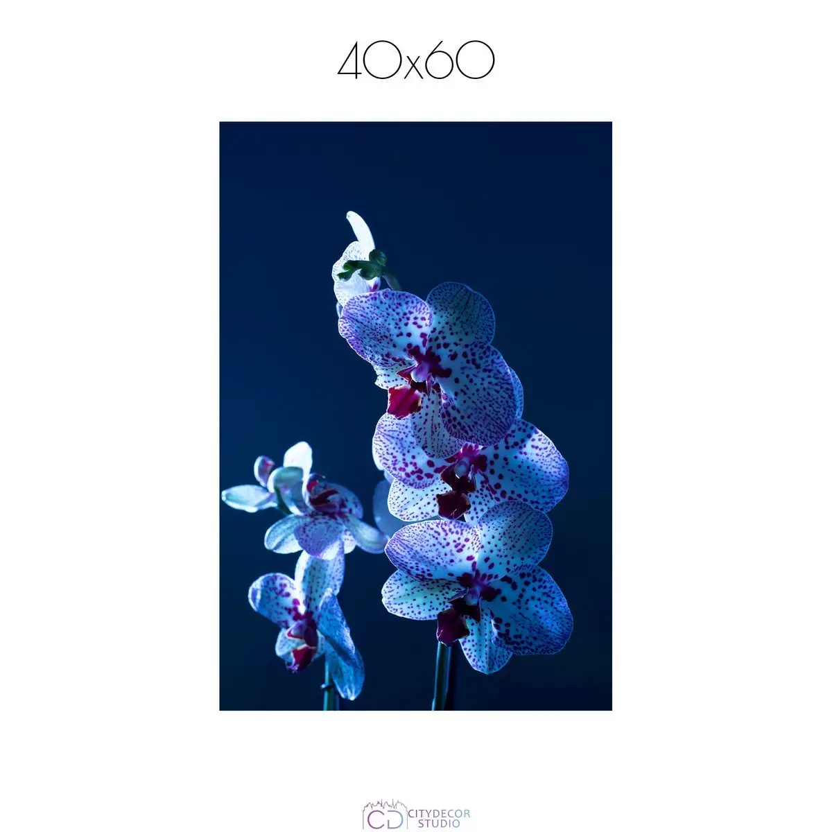 Постер Citydecor Цветы арт. 5 (1 постер 40x60 см без рамы)