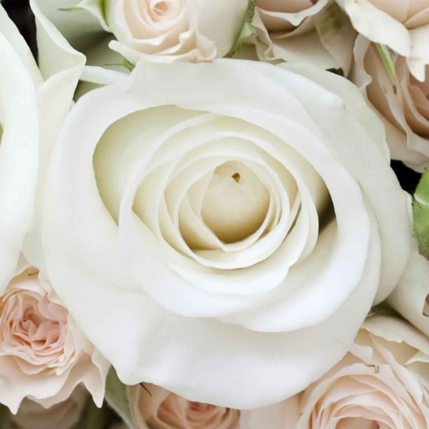 Фотообои рулонные Citydecor Букет роз на флизелиновой основе 100x254 см