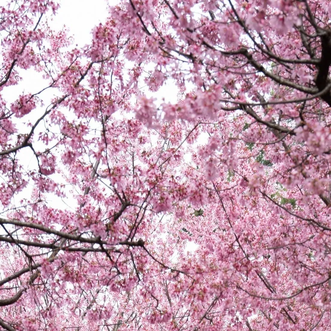 Фотообои рулонные Citydecor Природа 102 на флизелиновой основе 100x260 см