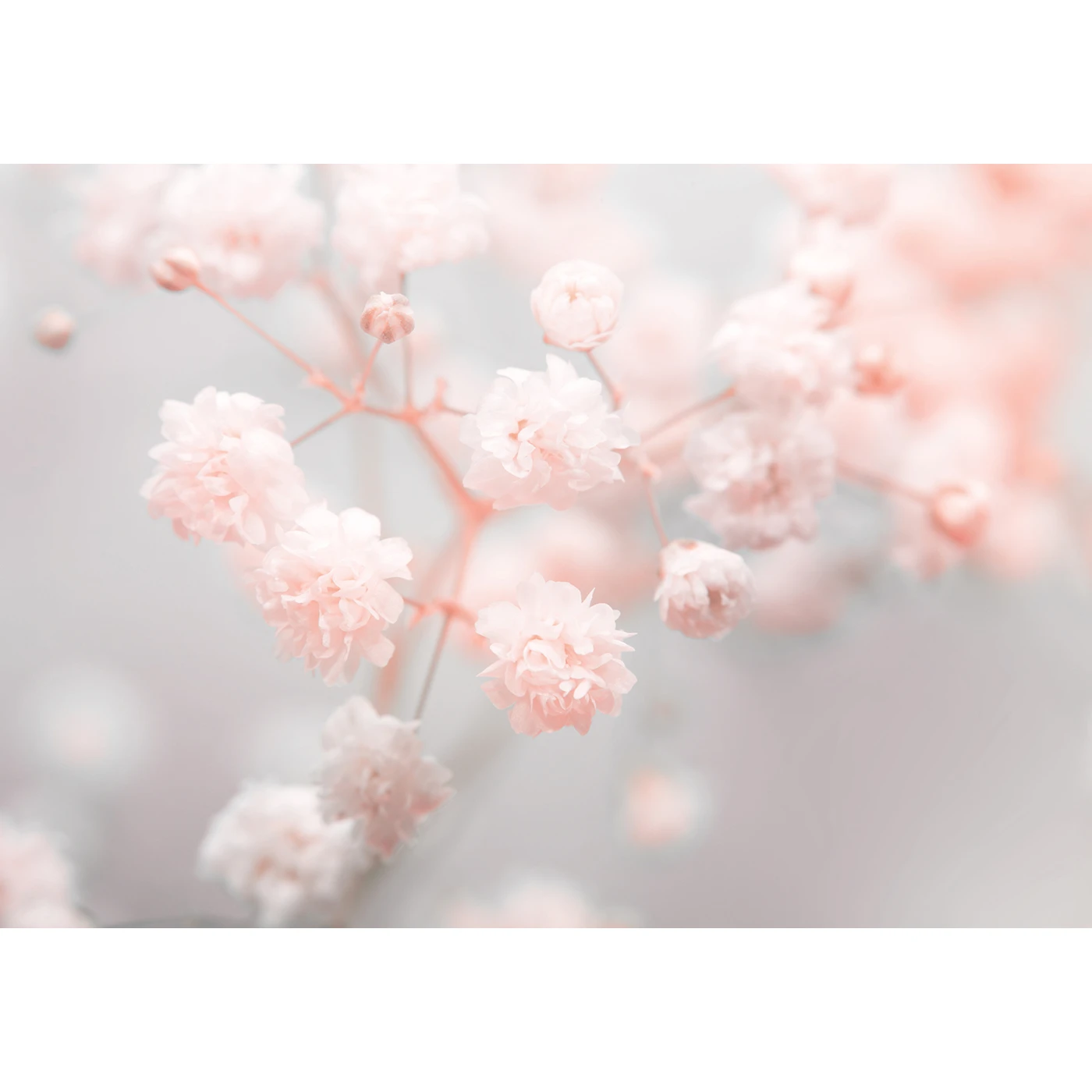 Фотообои рулонные Citydecor Цветы и Растения 168 на флизелиновой основе 200x140 см