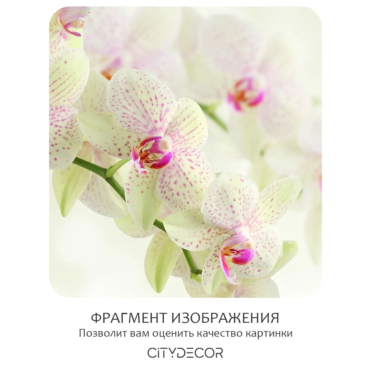 Фотообои рулонные Citydecor Цветы и Растения 34 на флизелиновой основе 200x140 см