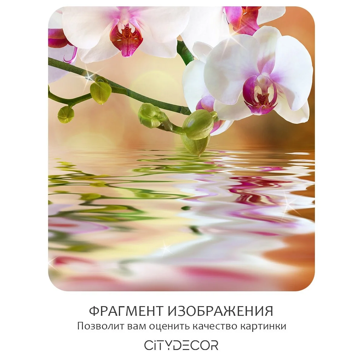 Фотообои рулонные Citydecor Цветы и Растения 38 на флизелиновой основе 200x140 см