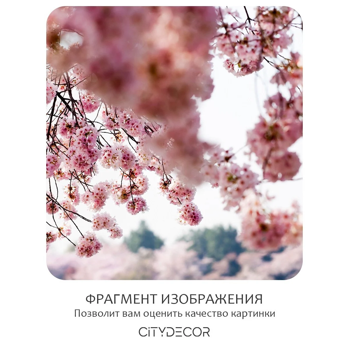 Фотообои рулонные Citydecor Цветы и Растения 49 на флизелиновой основе 200x140 см