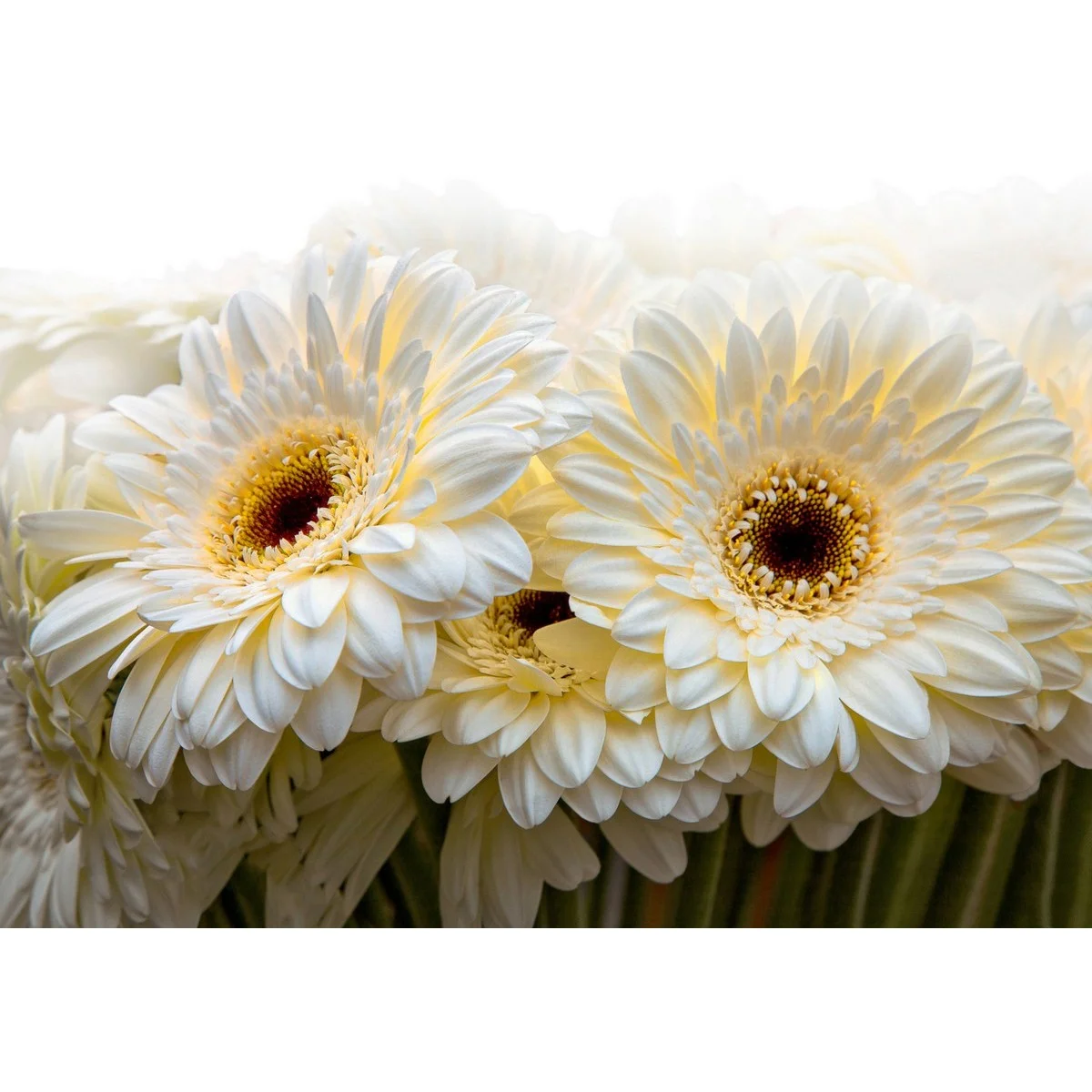 Фотообои рулонные Citydecor Цветы и Растения 68 на флизелиновой основе 200x140 см