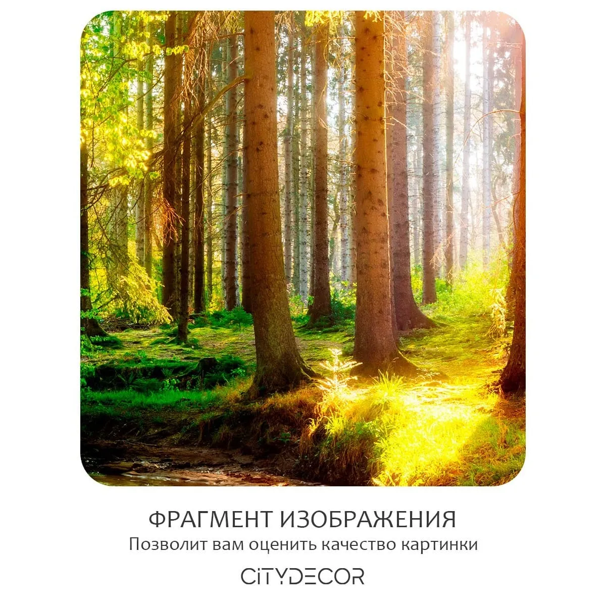 Фотообои рулонные Citydecor Природа 149 на флизелиновой основе 200x140 см