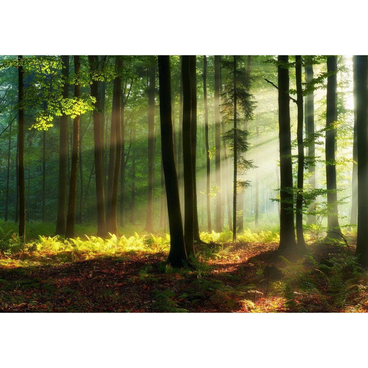 Фотообои рулонные Citydecor Природа 28 на флизелиновой основе 200x140 см