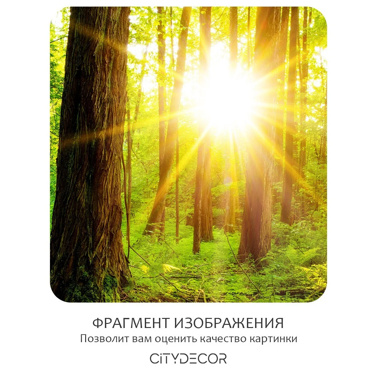 Фотообои рулонные Citydecor Природа 37 на флизелиновой основе 200x140 см