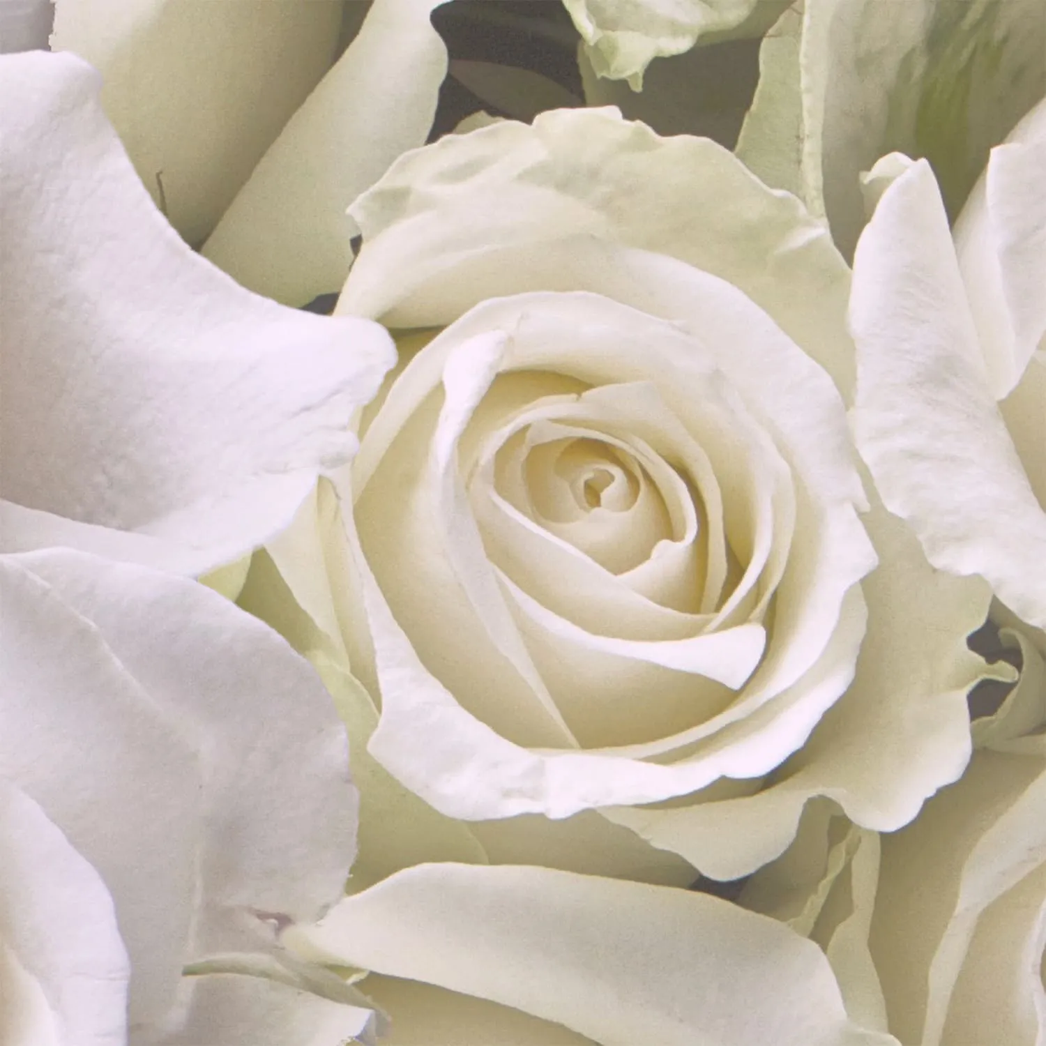 Фотообои рулонные Citydecor Розы с каплями росы на флизелиновой основе 200x140 см