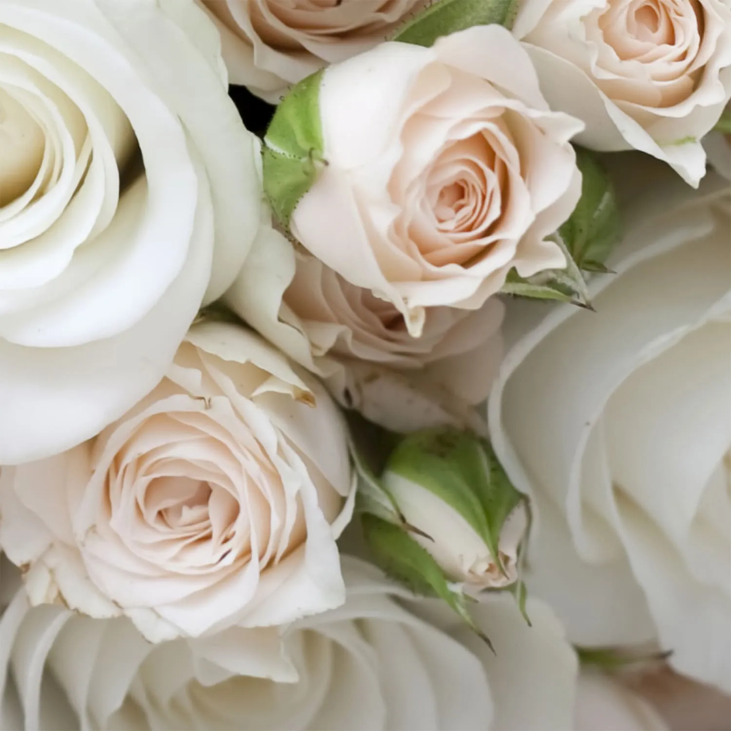 Фотообои рулонные Citydecor Букет роз на флизелиновой основе 200x254 см