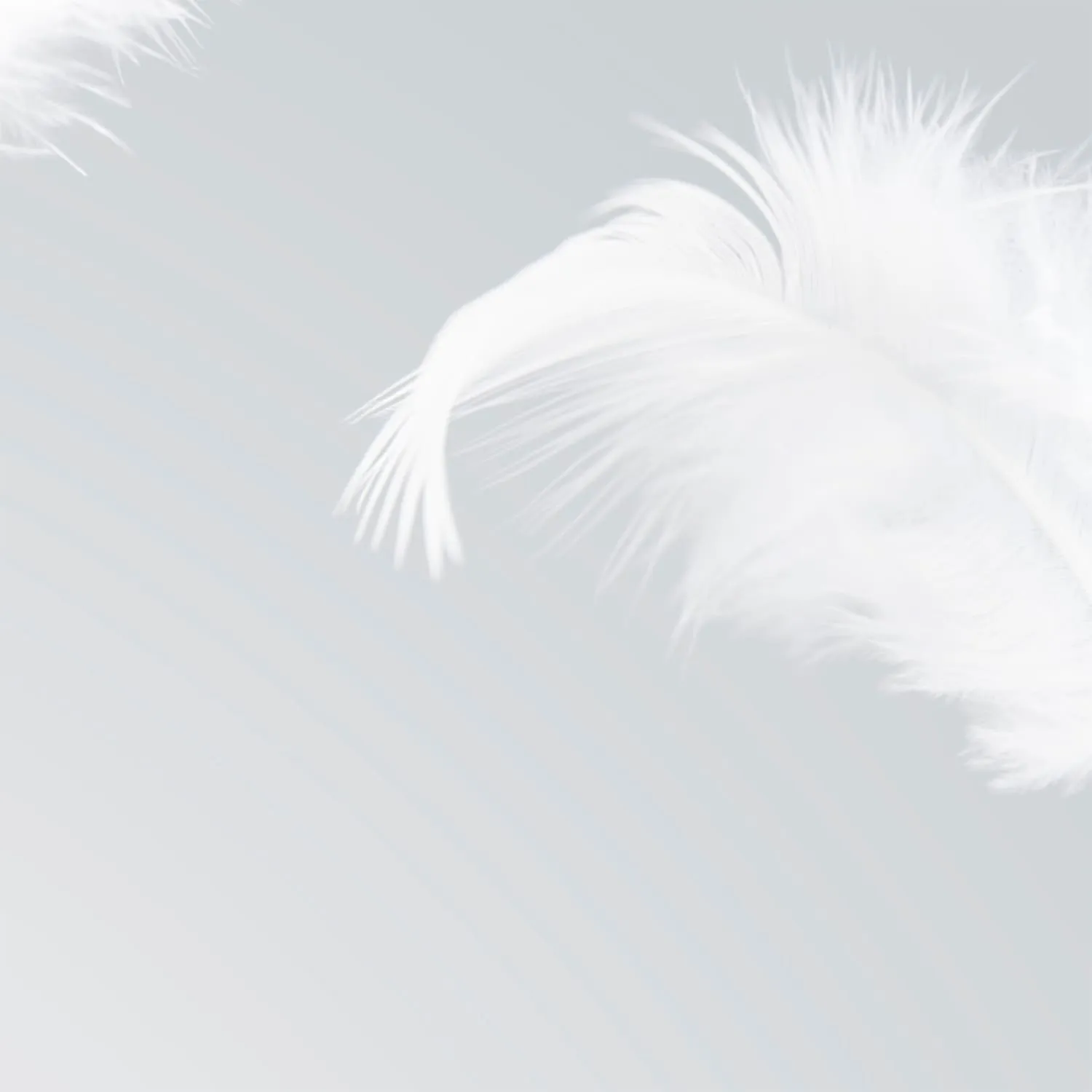 Фотообои рулонные Citydecor Перышки на флизелиновой основе 200x254 см