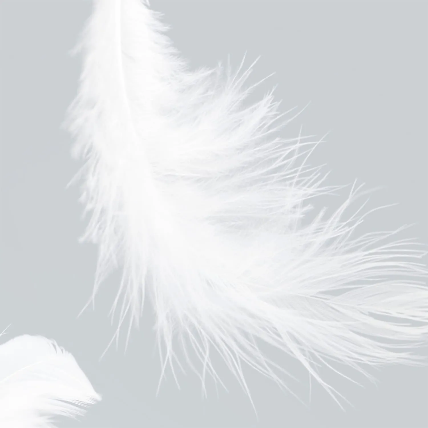 Фотообои рулонные Citydecor Перышки на флизелиновой основе 200x254 см