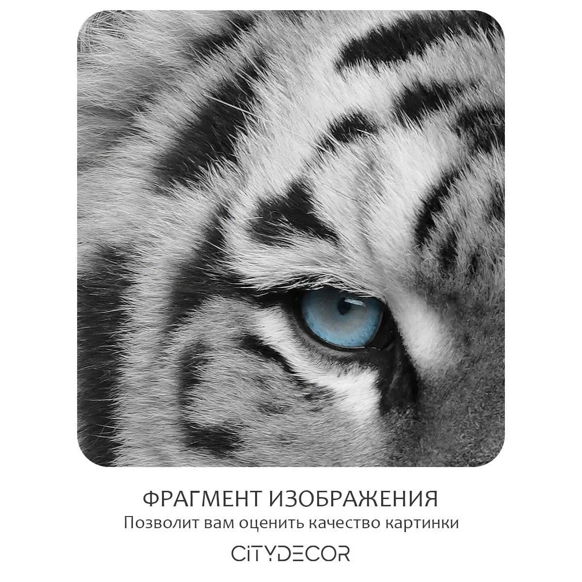 Фотообои рулонные Citydecor Животные и Птицы 55 на флизелиновой основе 200x260 см