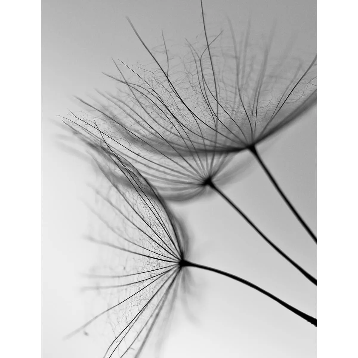 Фотообои рулонные Citydecor Цветы и Растения 138 на флизелиновой основе 200x260 см