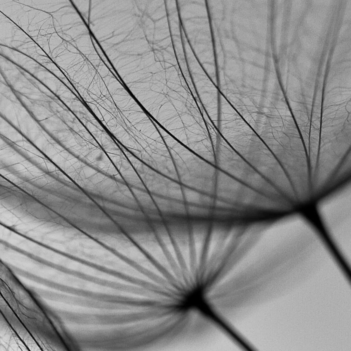 Фотообои рулонные Citydecor Цветы и Растения 138 на флизелиновой основе 200x260 см