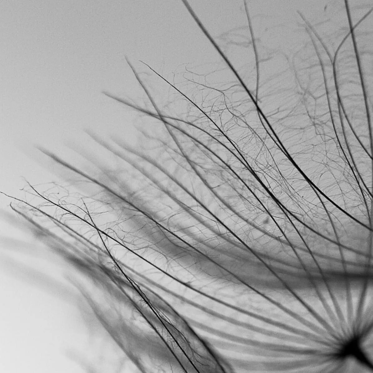 Фотообои рулонные Citydecor Цветы и Растения 138 на флизелиновой основе 200x260 см