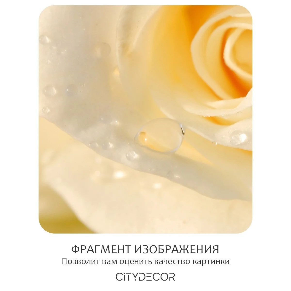Фотообои рулонные Citydecor Цветы и Растения 65 на флизелиновой основе 200x260 см