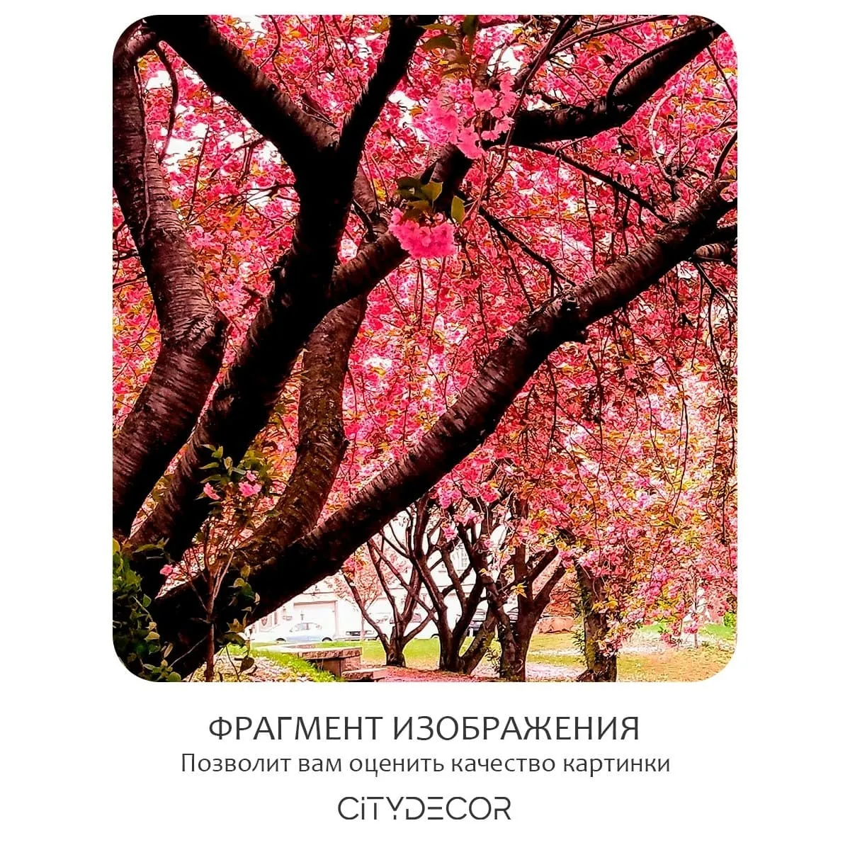 Фотообои рулонные Citydecor Природа 148 на флизелиновой основе 200x260 см
