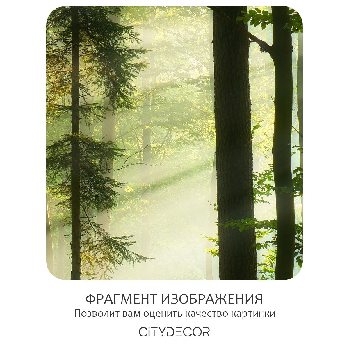 Бесшовное панно Citydecor Природа 28 на флизелиновой основе 200x270 см