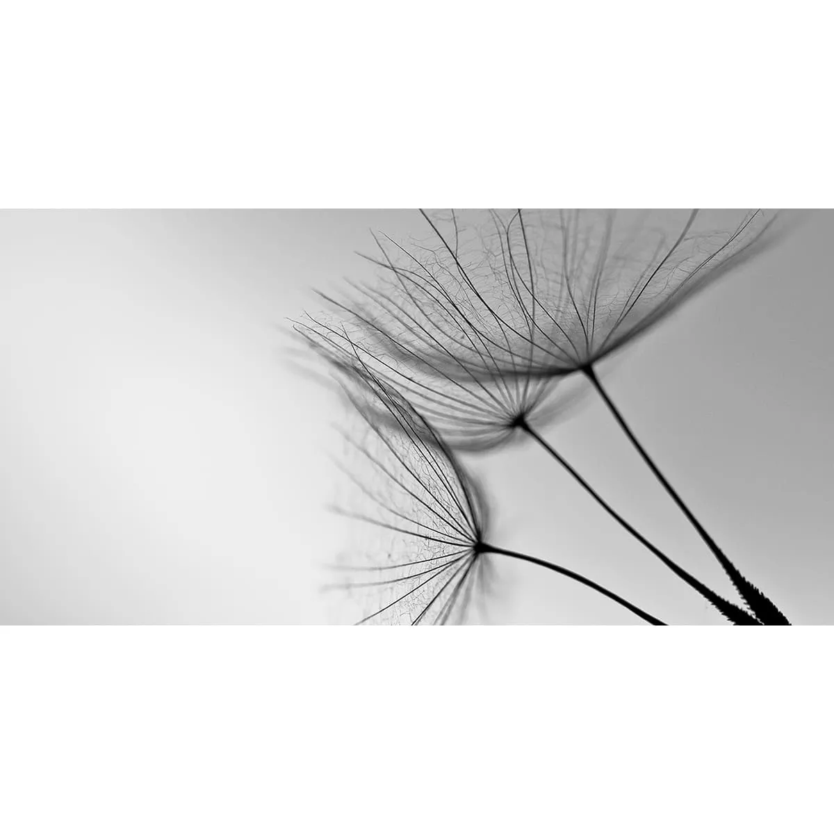 Фотообои рулонные Citydecor Цветы и Растения 138 на флизелиновой основе 300x150 см