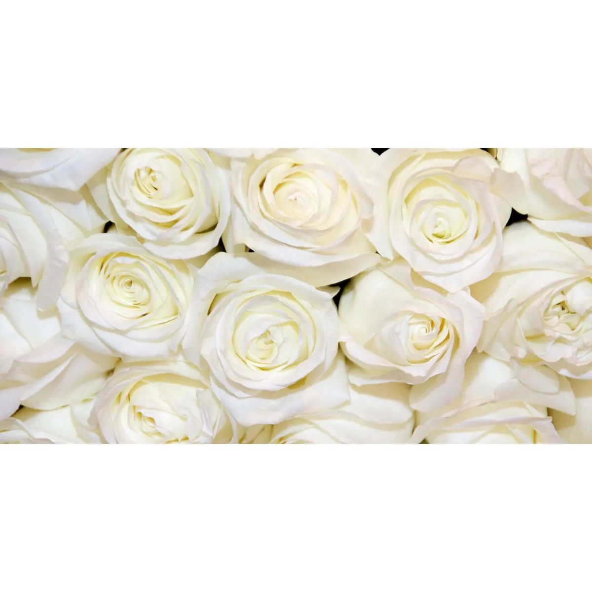 Фотообои рулонные Citydecor Цветы и Растения 154 на флизелиновой основе 300x150 см