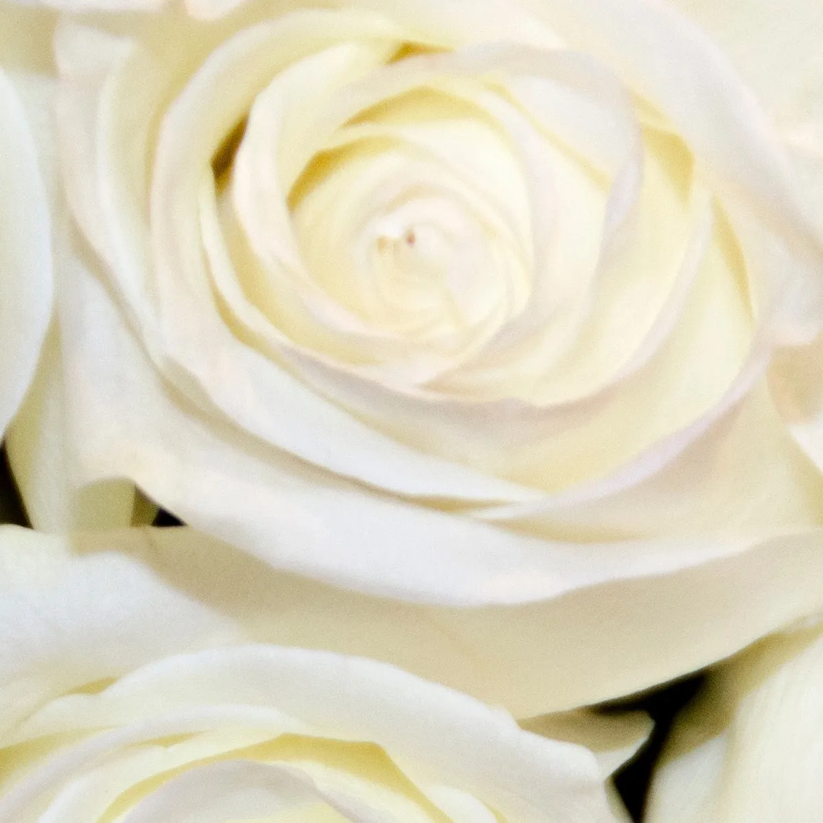 Фотообои рулонные Citydecor Цветы и Растения 154 на флизелиновой основе 300x150 см