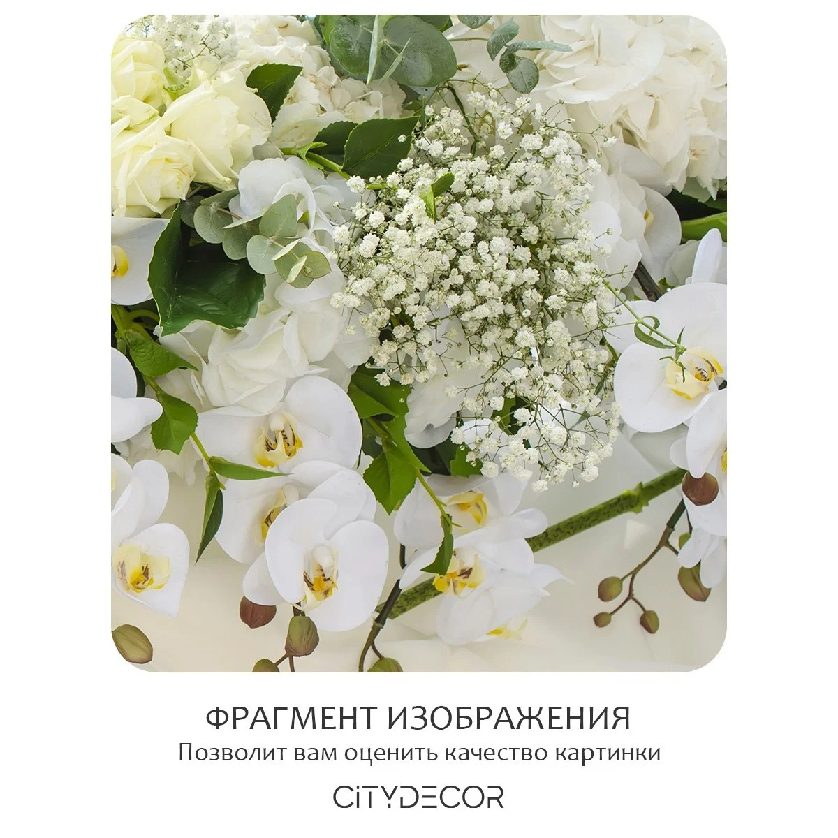 Фотообои рулонные Citydecor Цветы и Растения 52 на флизелиновой основе 300x150 см