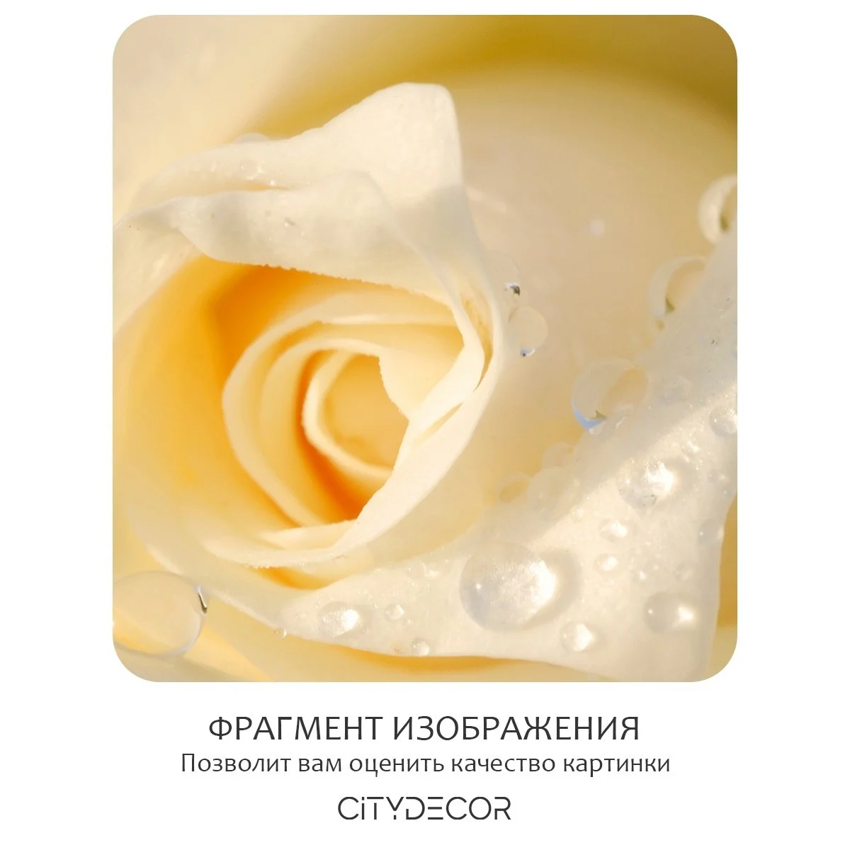 Фотообои рулонные Citydecor Цветы и Растения 65 на флизелиновой основе 300x150 см