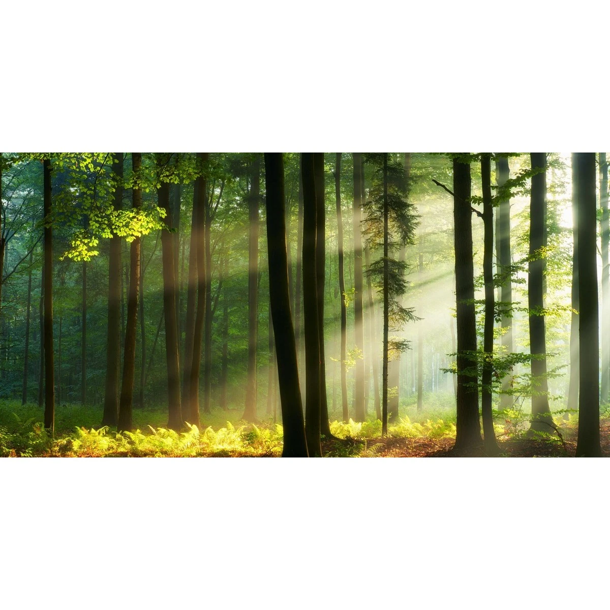 Фотообои рулонные Citydecor Природа 28 на флизелиновой основе 300x150 см