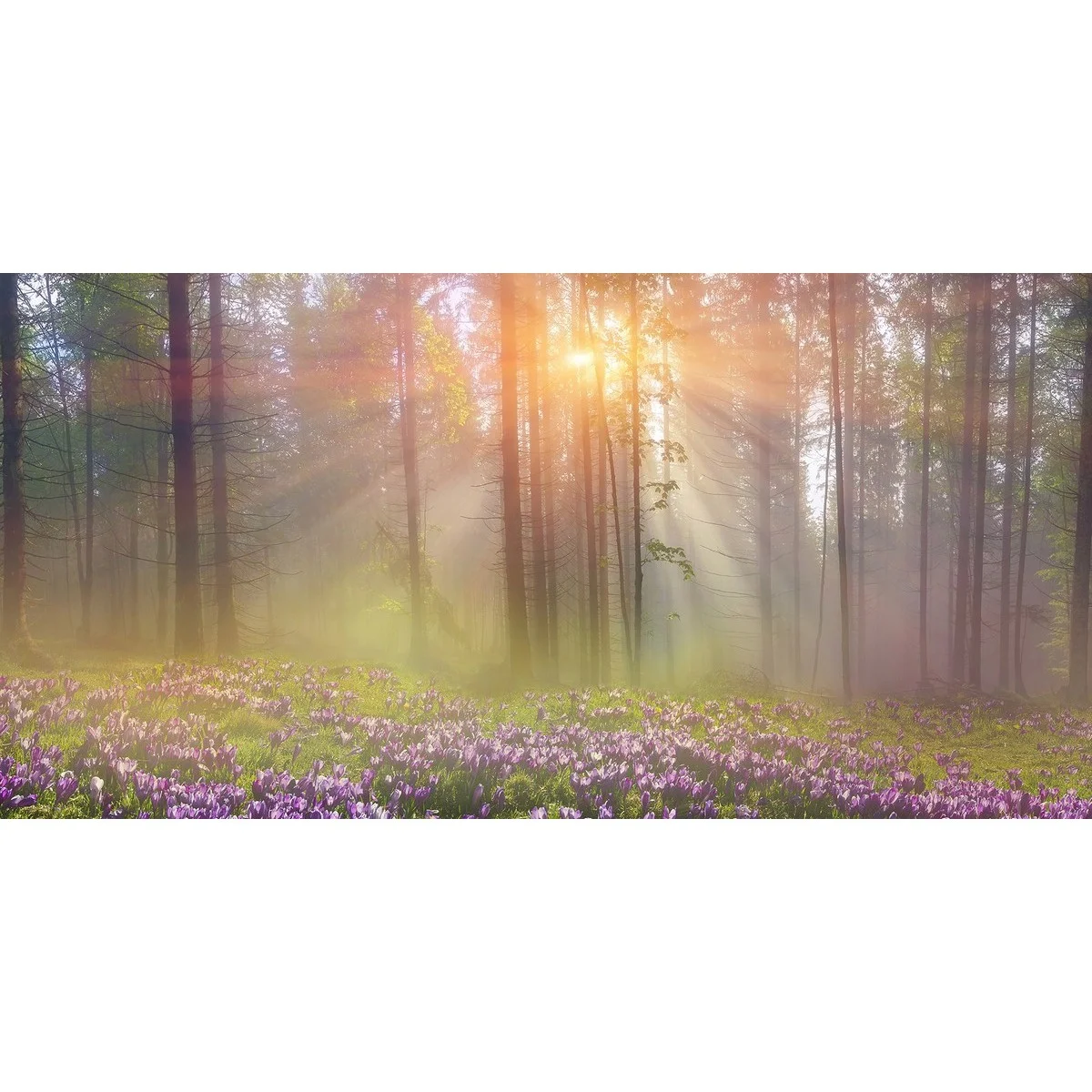 Фотообои рулонные Citydecor Природа 39 на флизелиновой основе 300x150 см