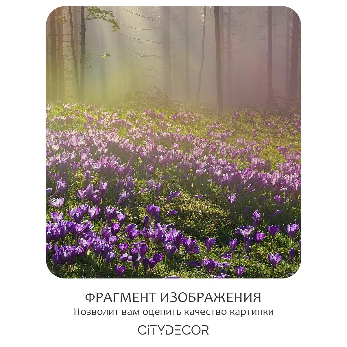 Фотообои рулонные Citydecor Природа 39 на флизелиновой основе 300x150 см