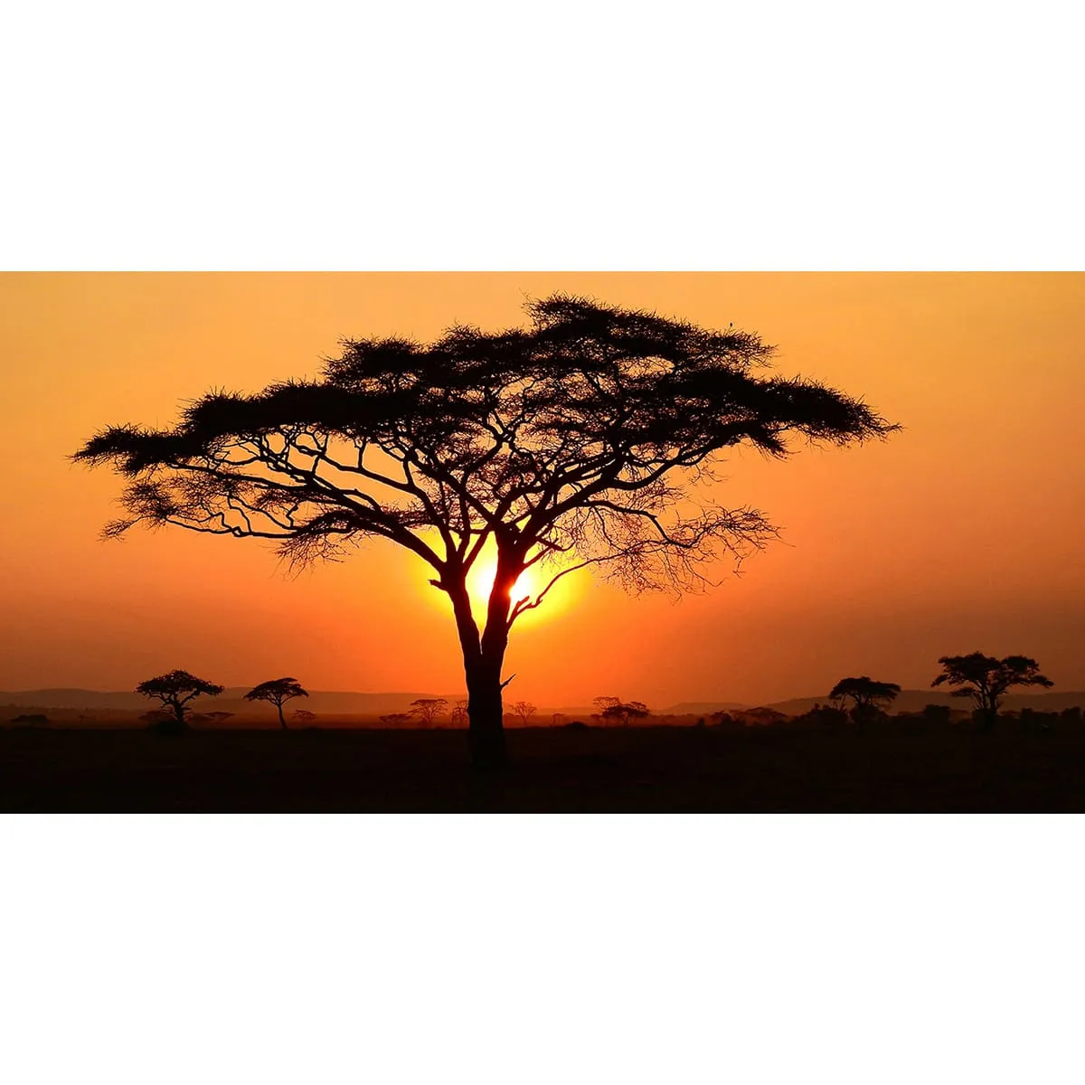 Фотообои рулонные Citydecor Природа 94 на флизелиновой основе 300x150 см