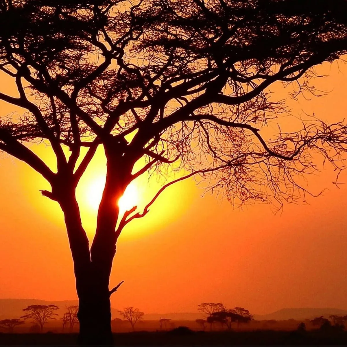 Фотообои рулонные Citydecor Природа 94 на флизелиновой основе 300x150 см