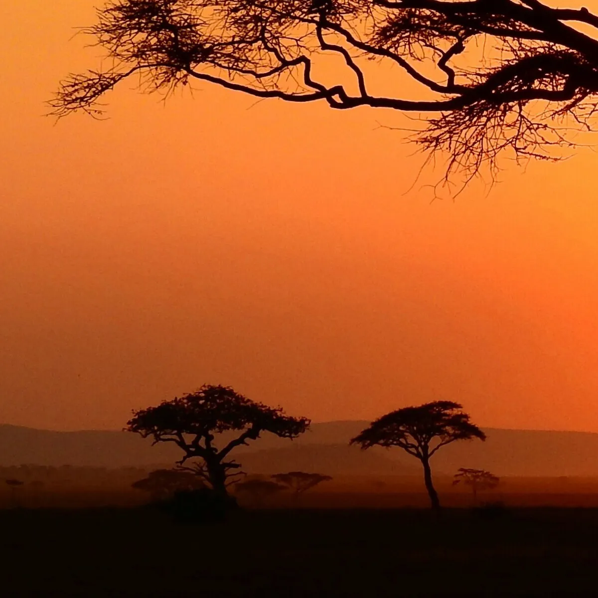 Фотообои рулонные Citydecor Природа 94 на флизелиновой основе 300x150 см