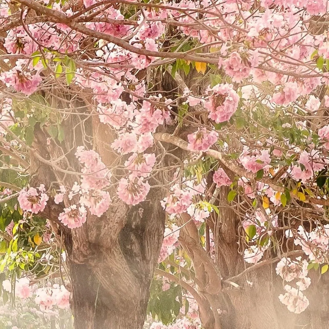 Фотообои рулонные Citydecor Сказочная природа 5 на флизелиновой основе 300x150 см