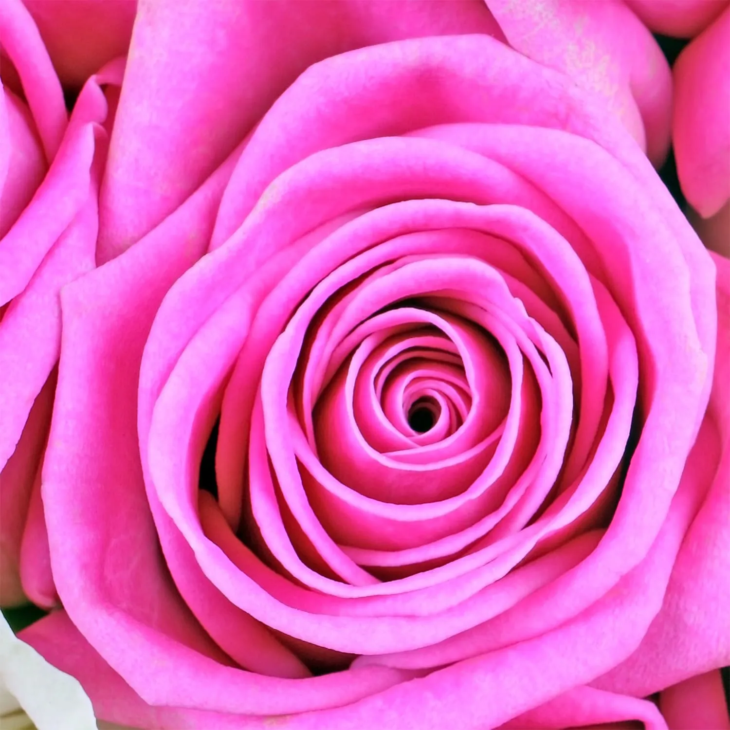 Фотообои рулонные Citydecor Букет роз 2 на флизелиновой основе 300x254 см