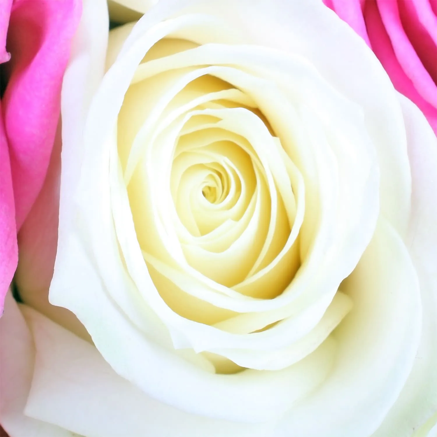 Фотообои рулонные Citydecor Букет роз 2 на флизелиновой основе 300x254 см