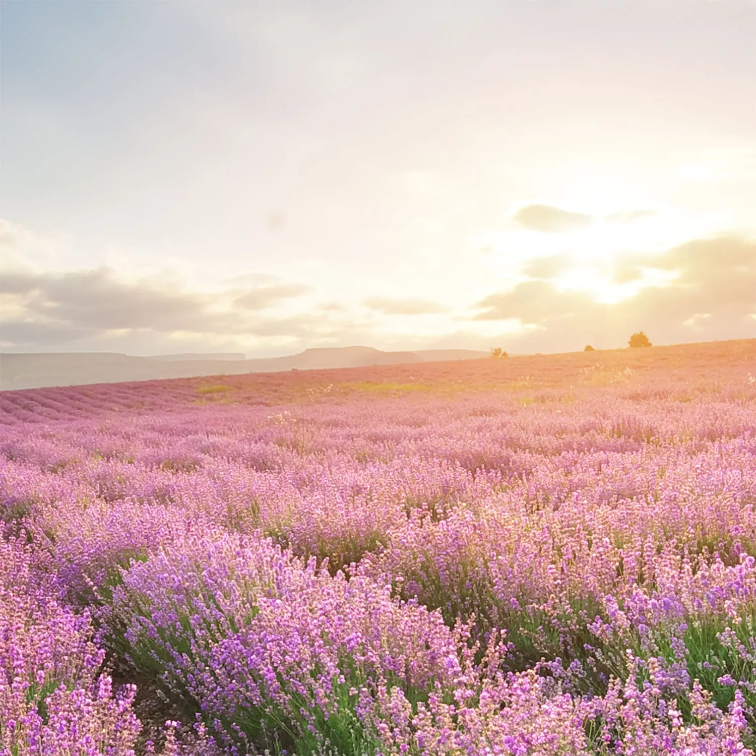 Фотообои рулонные Citydecor Лавандовое поле на флизелиновой основе 300x254 см